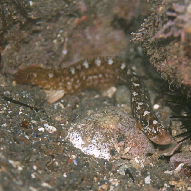 Dictyosoma burgeri